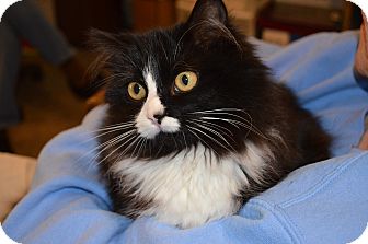 Domestic Longhair Cat for Sale in N. Berwick, Maine - Daphne Domestic Longhair Cat for Sale in N. Berwick, Maine - Daphne