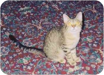 Domestic Shorthair Cat for Sale in Fayette, Missouri - Stripes Domestic Shorthair Cat for Sale in Fayette, Missouri - Stripes