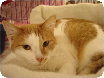 Domestic Shorthair Cat for Sale in Petersburg, Virginia - Nori Domestic Shorthair Cat for Sale in Petersburg, Virginia - Nori