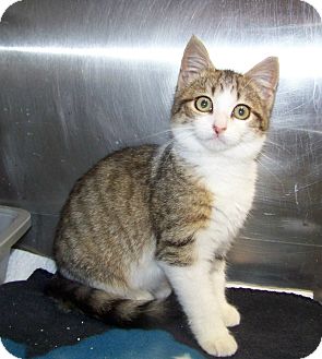Domestic Shorthair Kitten for Sale in Dover, Ohio - Rachel Domestic Shorthair Kitten for Sale in Dover, Ohio - Rachel
