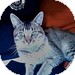 Domestic Shorthair Cat for Sale in Vancouver, British Columbia - Alexander the Great Domestic Shorthair Cat for Sale in Vancouver, British Columbia - Alexander the Great