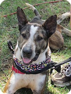 Catahoula Leopard Dog/Hound (Unknown Type) Mix Dog for Sale in West Bridgewater, Massachusetts - Jerri Catahoula Leopard Dog/Hound (Unknown Type) Mix Dog for Sale in West Bridgewater, Massachusetts - Jerri