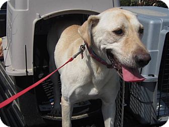 Labrador Retriever Mix Dog for Sale in Manchester, Connecticut - Jumper MEET ME 3/22 Labrador Retriever Mix Dog for Sale in Manchester, Connecticut - Jumper MEET ME 3/22