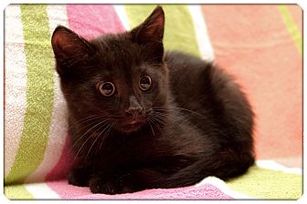Domestic Shorthair Kitten for Sale in Sterling Heights, Michigan - Denny - ADOPTED! Domestic Shorthair Kitten for Sale in Sterling Heights, Michigan - Denny - ADOPTED!