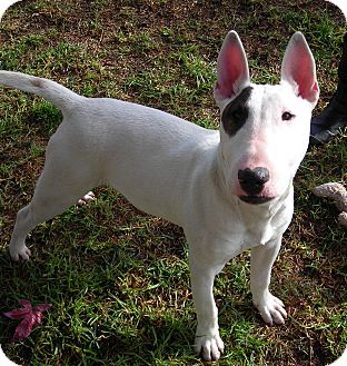 Bull Terrier Puppy for Sale in El Cajon, California - Peter Bull Terrier Puppy for Sale in El Cajon, California - Peter