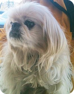 Pekingese Dog for Sale in Tucson, Arizona - Spike Pekingese Dog for Sale in Tucson, Arizona - Spike