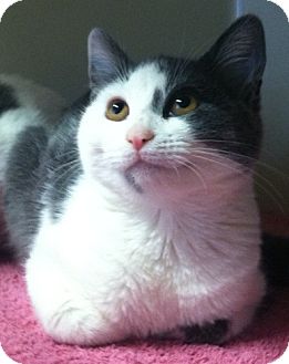 Domestic Shorthair Kitten for Sale in Red Bluff, California - Anabella Domestic Shorthair Kitten for Sale in Red Bluff, California - Anabella