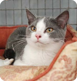 Domestic Shorthair Cat for Sale in Merrifield, Virginia - Jack Daniels Domestic Shorthair Cat for Sale in Merrifield, Virginia - Jack Daniels