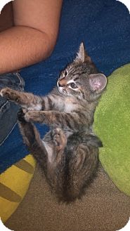 Domestic Mediumhair Kitten for Sale in Scottsdale, Arizona - Zelda Lynx- courtesy post Domestic Mediumhair Kitten for Sale in Scottsdale, Arizona - Zelda Lynx- courtesy post