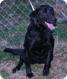 Labrador Retriever Dog for Sale in Oldsmar, Florida - Dahila Labrador Retriever Dog for Sale in Oldsmar, Florida - Dahila