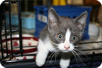 American Shorthair Kitten for Sale in Spring Valley, New York - Elvis American Shorthair Kitten for Sale in Spring Valley, New York - Elvis