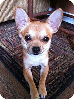 Chihuahua Dog for Sale in Chattanooga, Tennessee - Murphey Chihuahua Dog for Sale in Chattanooga, Tennessee - Murphey