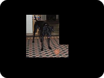 Great Dane/German Shorthaired Pointer Mix Dog for Sale in Phoenix, Arizona - Skateboard Capony Great Dane/German Shorthaired Pointer Mix Dog for Sale in Phoenix, Arizona - Skateboard Capony