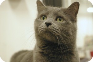 Russian Blue Cat for Sale in Sacramento, California - Zamora Russian Blue Cat for Sale in Sacramento, California - Zamora