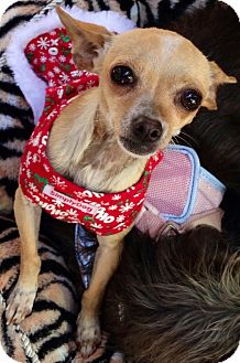 Chihuahua Mix Dog for Sale in San Diego, California - Mini Chihuahua Mix Dog for Sale in San Diego, California - Mini