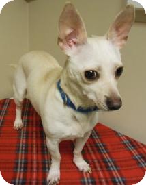 Chihuahua Mix Dog for Sale in Gary, Indiana - ChiChi Chihuahua Mix Dog for Sale in Gary, Indiana - ChiChi