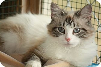 Siamese Cat for Sale in Dover, Ohio - Calypso Siamese Cat for Sale in Dover, Ohio - Calypso