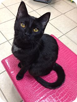 Domestic Shorthair Cat for Sale in Grand Rapids, Michigan - Tinker Domestic Shorthair Cat for Sale in Grand Rapids, Michigan - Tinker