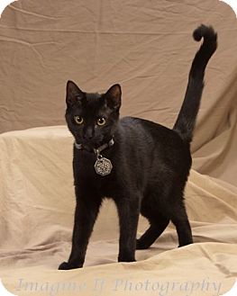 Domestic Shorthair Cat for Sale in Edmond, Oklahoma - Brutus Domestic Shorthair Cat for Sale in Edmond, Oklahoma - Brutus