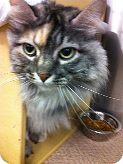 Domestic Longhair Cat for Sale in Warminster, Pennsylvania - Jinx Domestic Longhair Cat for Sale in Warminster, Pennsylvania - Jinx