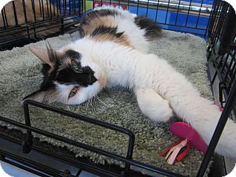 Turkish Angora Cat for Sale in Easley, South Carolina - Lexie Turkish Angora Cat for Sale in Easley, South Carolina - Lexie