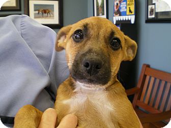 Chihuahua/Rat Terrier Mix Puppy for Sale in Apex, North Carolina - Chewy Chihuahua/Rat Terrier Mix Puppy for Sale in Apex, North Carolina - Chewy
