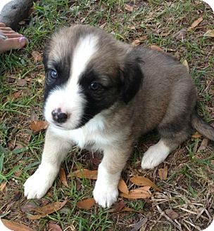 Labrador Retriever Mix Puppy for Sale in Gainesville, Florida - Otis Labrador Retriever Mix Puppy for Sale in Gainesville, Florida - Otis