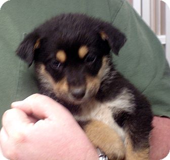 German Shepherd Dog Mix Puppy for Sale in hagerstown, Maryland - lancelot German Shepherd Dog Mix Puppy for Sale in hagerstown, Maryland - lancelot