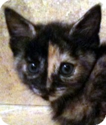 British Shorthair Kitten for Sale in Arlington, Texas - Juliet British Shorthair Kitten for Sale in Arlington, Texas - Juliet
