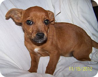 Chihuahua/Cairn Terrier Mix Puppy for Sale in Sherman, Connecticut - Kit Betty's Dog Chihuahua/Cairn Terrier Mix Puppy for Sale in Sherman, Connecticut - Kit Betty's Dog