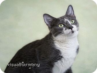 Domestic Shorthair Cat for Sale in Phoenix, Arizona - Adele Domestic Shorthair Cat for Sale in Phoenix, Arizona - Adele