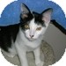 Domestic Shorthair Kitten for Sale in Vancouver, British Columbia - Tiny Tim Domestic Shorthair Kitten for Sale in Vancouver, British Columbia - Tiny Tim