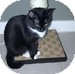 Domestic Shorthair Kitten for Sale in Vancouver, British Columbia - Figaro Domestic Shorthair Kitten for Sale in Vancouver, British Columbia - Figaro