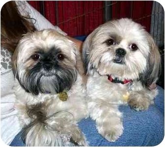 Shih Tzu Dog for Sale in Los Angeles, California - LINDSAY & SABLE Shih Tzu Dog for Sale in Los Angeles, California - LINDSAY & SABLE