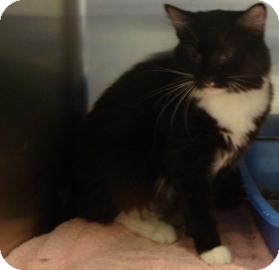 Domestic Longhair Cat for Sale in Gainesville, Florida - Kit Domestic Longhair Cat for Sale in Gainesville, Florida - Kit