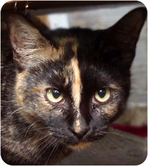 Abyssinian Cat for Sale in Troy, Michigan - Coco Abyssinian Cat for Sale in Troy, Michigan - Coco
