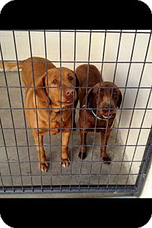 Labrador Retriever Dog for Sale in Plainfield, Connecticut - Candie & Diamond Labrador Retriever Dog for Sale in Plainfield, Connecticut - Candie & Diamond