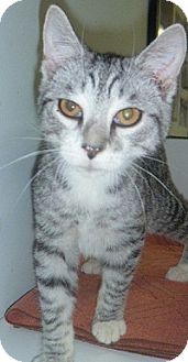 Domestic Shorthair Cat for Sale in Hamburg, New York - Sparkle Domestic Shorthair Cat for Sale in Hamburg, New York - Sparkle