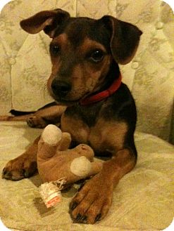 Manchester Terrier/Miniature Pinscher Mix Puppy for Sale in Phoenix, Arizona - Sonny Manchester Terrier/Miniature Pinscher Mix Puppy for Sale in Phoenix, Arizona - Sonny
