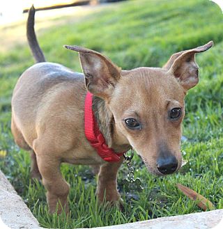 Dachshund Mix Puppy for Sale in Bellflower, California - Amos Dachshund Mix Puppy for Sale in Bellflower, California - Amos