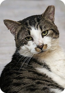 Domestic Shorthair Cat for Sale in Medford, Massachusetts - Eggarton Domestic Shorthair Cat for Sale in Medford, Massachusetts - Eggarton