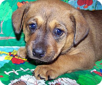 Australian Cattle Dog/Labrador Retriever Mix Puppy for Sale in Sussex, New Jersey - Apple Australian Cattle Dog/Labrador Retriever Mix Puppy for Sale in Sussex, New Jersey - Apple