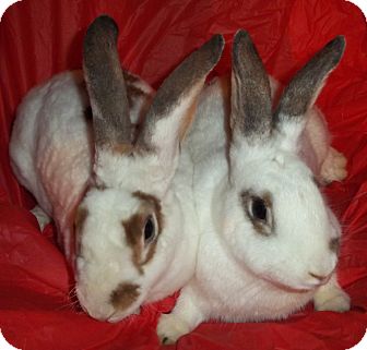 Rex Mix for Sale in Santee, California - Bindi & Bixby Rex Mix for Sale in Santee, California - Bindi & Bixby