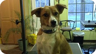Sheltie, Shetland Sheepdog Mix Dog for Sale in Windham, New Hampshire - Bella (Reduced to $300) Sheltie, Shetland Sheepdog Mix Dog for Sale in Windham, New Hampshire - Bella (Reduced to $300)