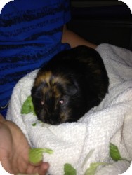 Guinea Pig for Sale in Costa Mesa, California - Tiana and Bijou Guinea Pig for Sale in Costa Mesa, California - Tiana and Bijou