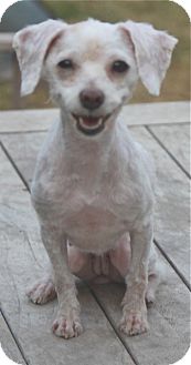 Poodle (Miniature) Mix Dog for Sale in Norwalk, Connecticut - Velma - before and after Poodle (Miniature) Mix Dog for Sale in Norwalk, Connecticut - Velma - before and after