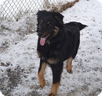 Border Collie/Chow Chow Mix Dog for Sale in New cumberland, West Virginia - Crackle Border Collie/Chow Chow Mix Dog for Sale in New cumberland, West Virginia - Crackle