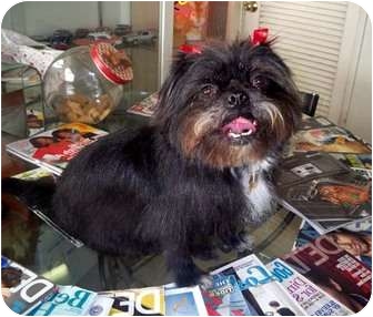 Shih Tzu/Brussels Griffon Mix Dog for Sale in Los Angeles, California - EBONI Shih Tzu/Brussels Griffon Mix Dog for Sale in Los Angeles, California - EBONI