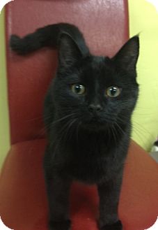 Domestic Shorthair Cat for Sale in Grand Rapids, Michigan - Brock Domestic Shorthair Cat for Sale in Grand Rapids, Michigan - Brock