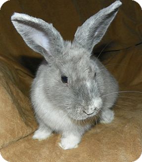 Other/Unknown Mix for Sale in North Gower, Ontario - Dorian Other/Unknown Mix for Sale in North Gower, Ontario - Dorian